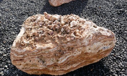  Vorschaubild AFG314-6525