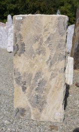  Vorschaubild SR032-37219